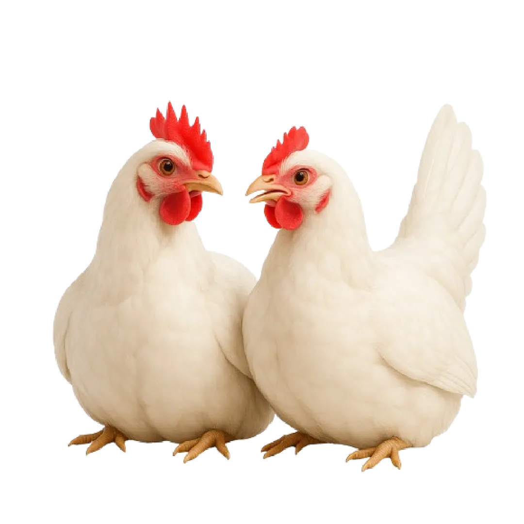 Kabbuk Yumurta Çiftliği - Yumurta Üretimi